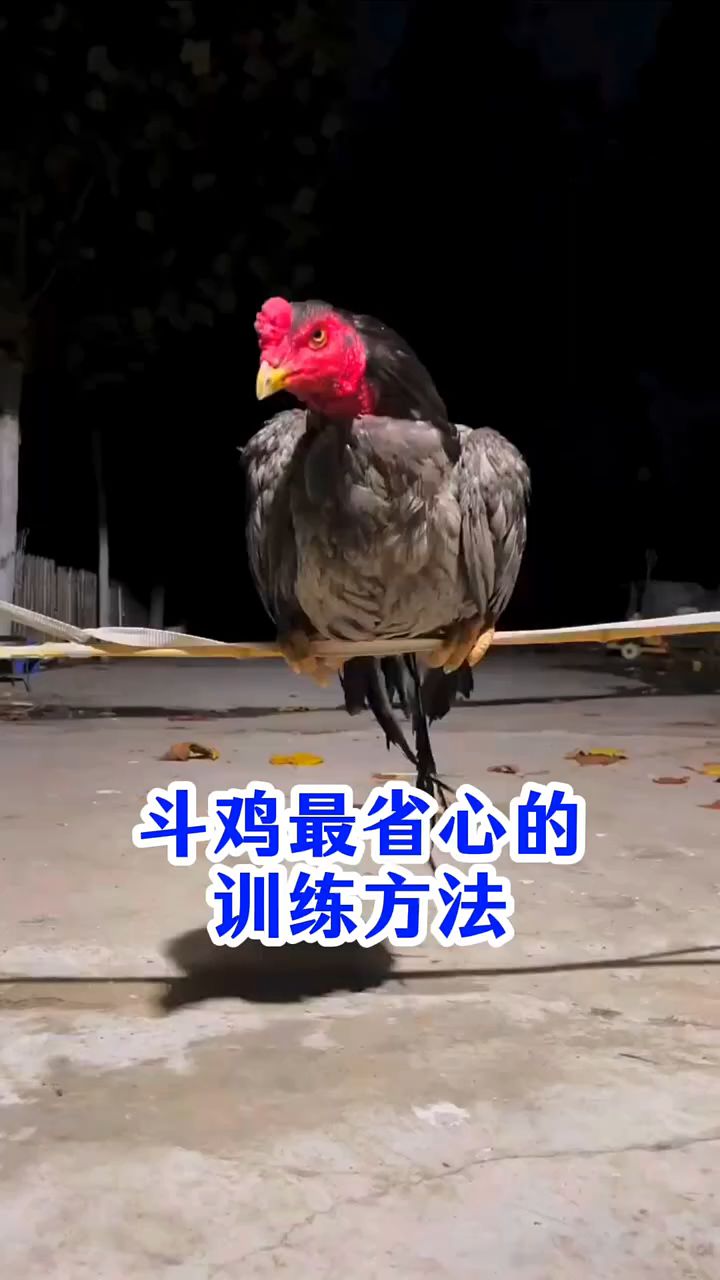 斗鸡最省心的训练方法