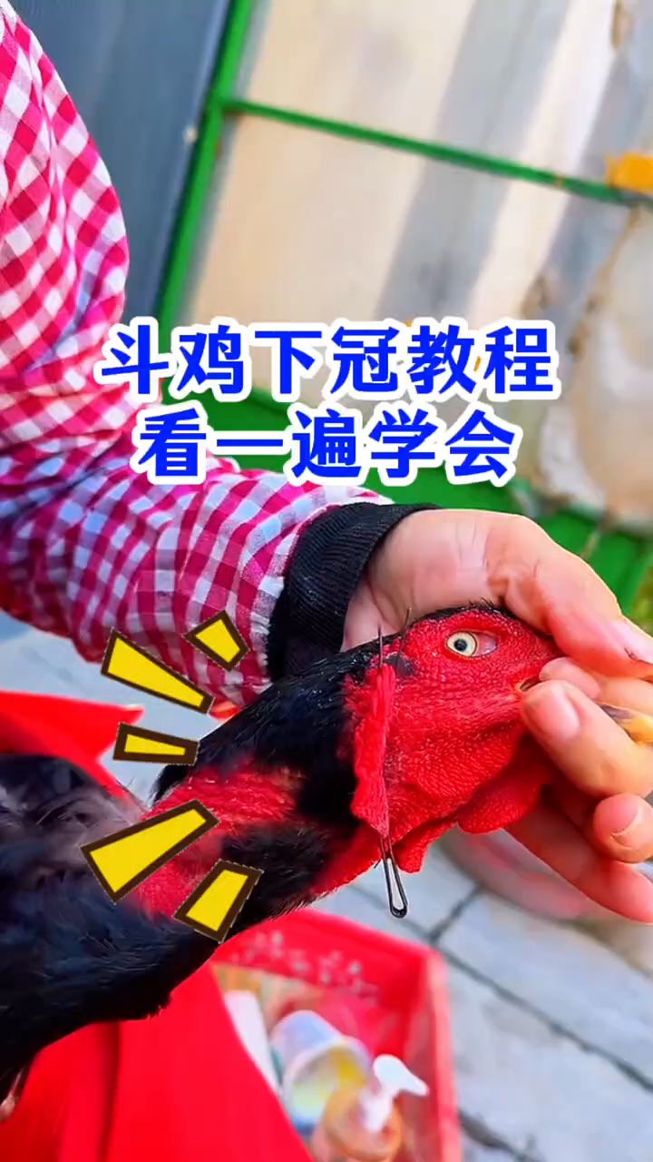 斗鸡下冠教程,看一遍学会