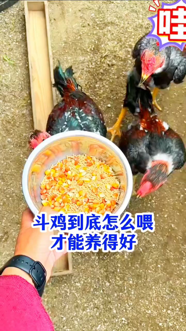 斗鸡到底怎么喂才能养的好？