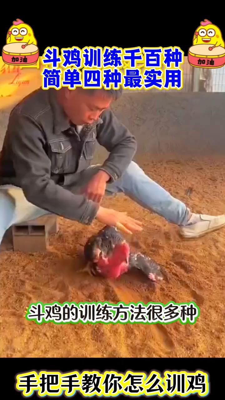 斗鸡训练千百种,简单四种最实用