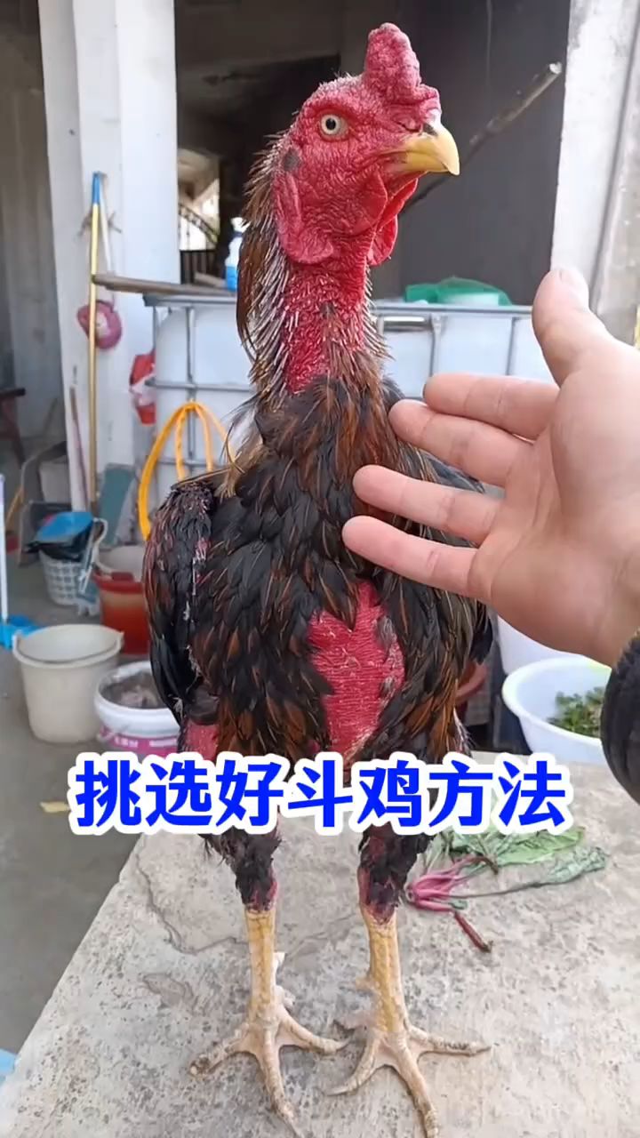 挑选好斗鸡的方法