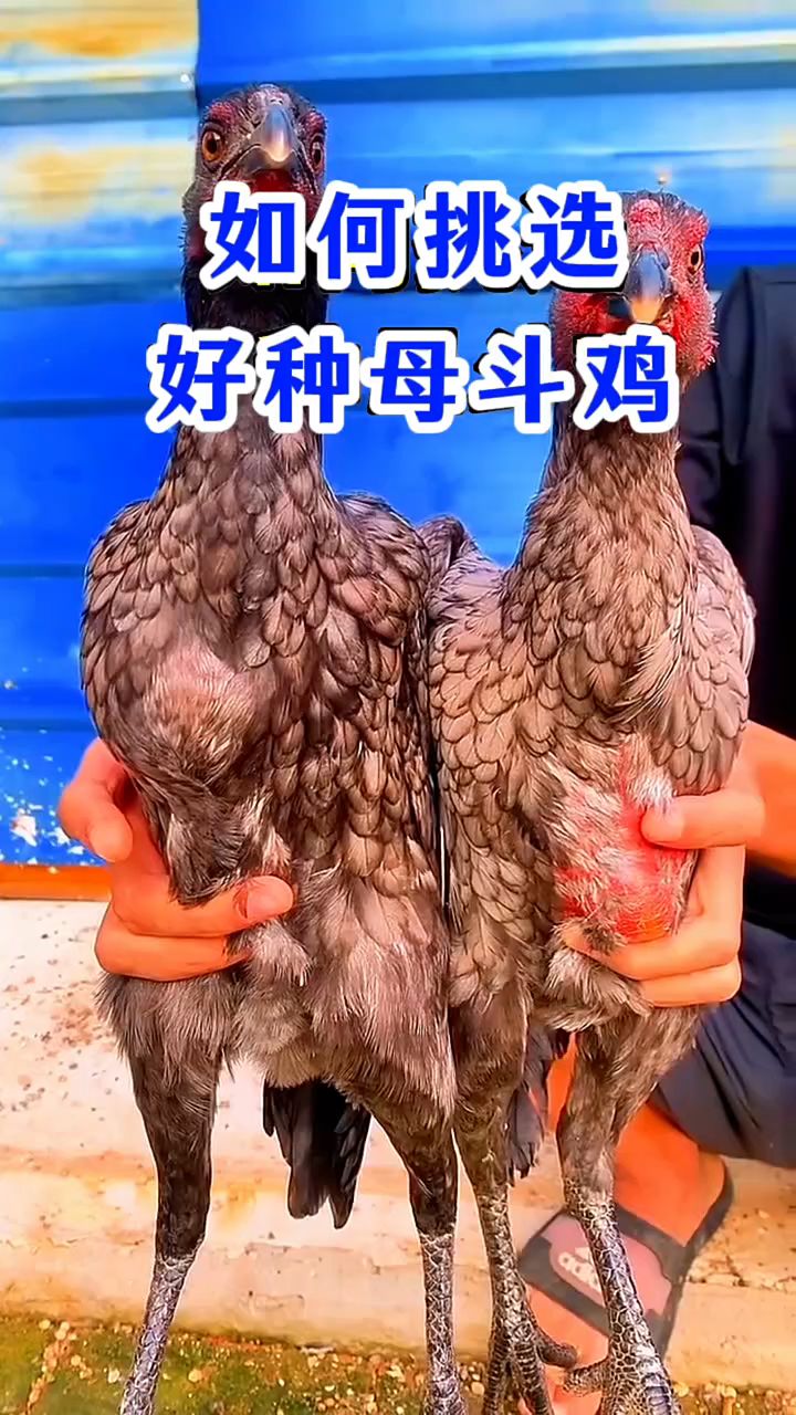 如何挑选好种母斗鸡？
