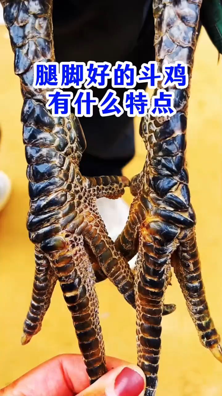 腿脚好的斗鸡有什么特点?