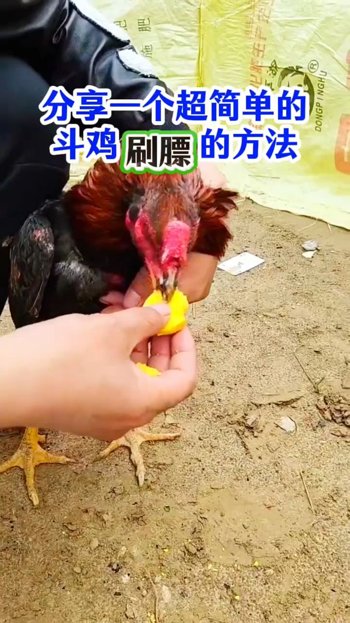 分享一个超简单的斗鸡刷膘的方法