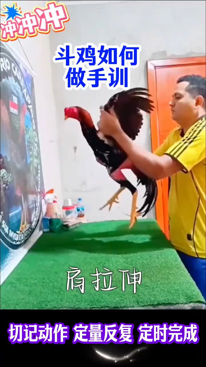 斗鸡该如何做手训