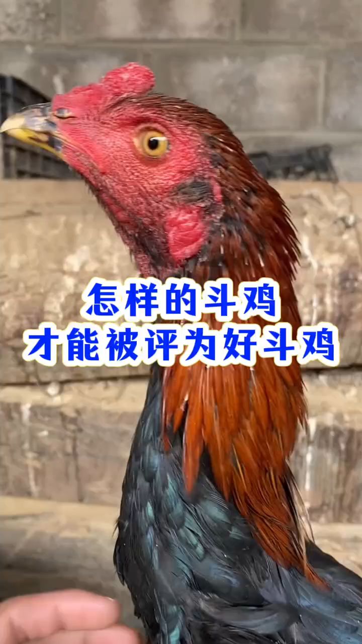怎么样的斗鸡，才能被评为好斗鸡