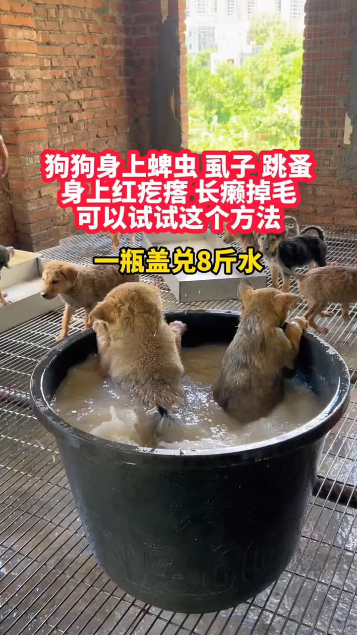 狗狗身上蜱虫虱子跳蚤,只需要给狗泡一泡,体外虫子全不见