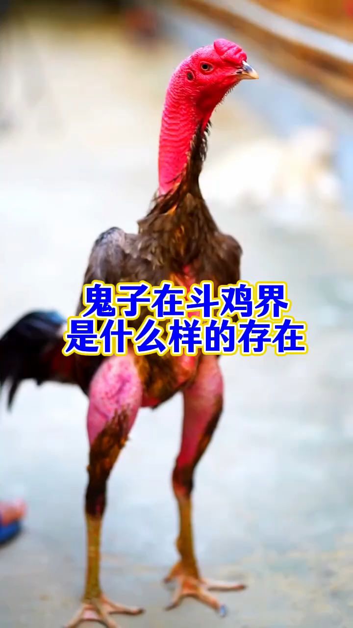 鬼子在斗鸡界是什么样的存在