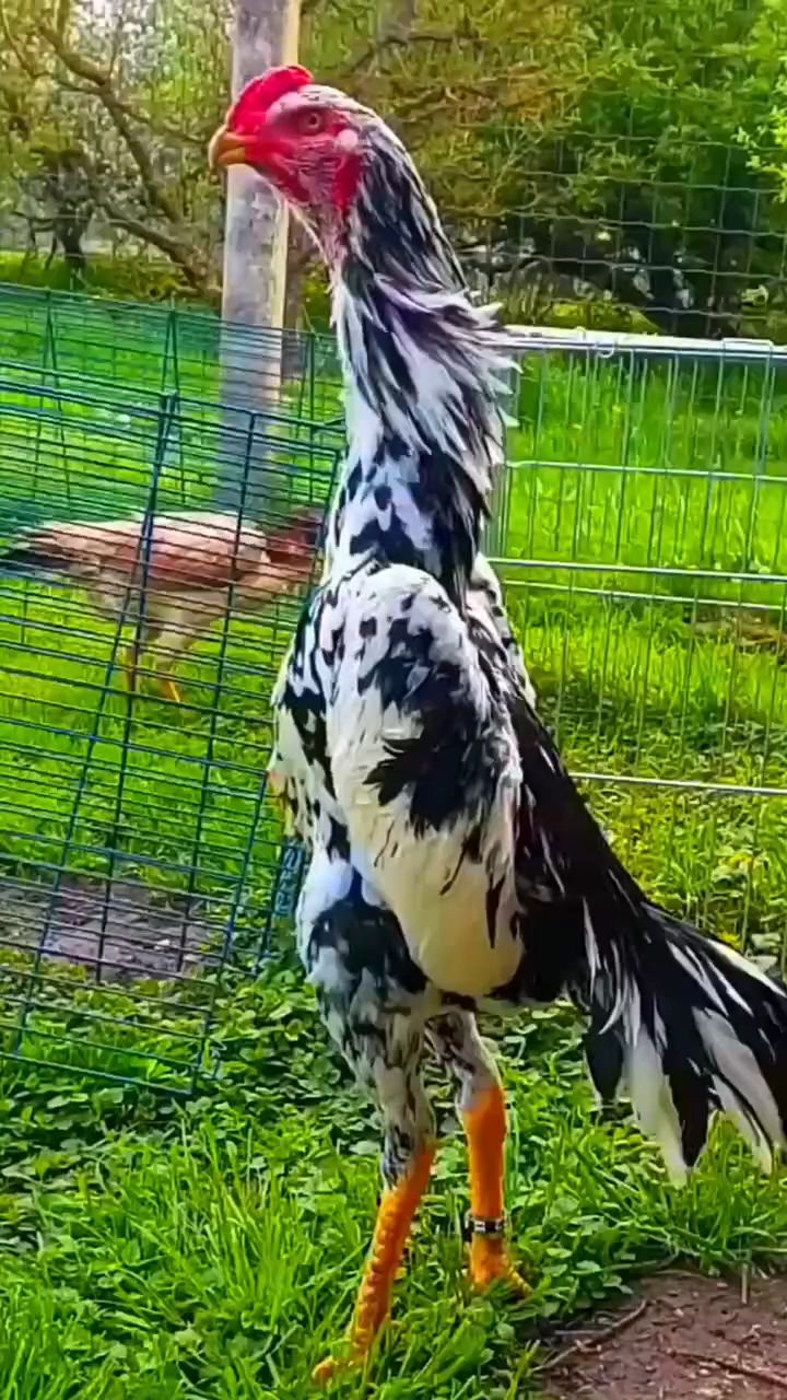 斗鸡骨质坚硬,气口充足,出腿有力,耐力强