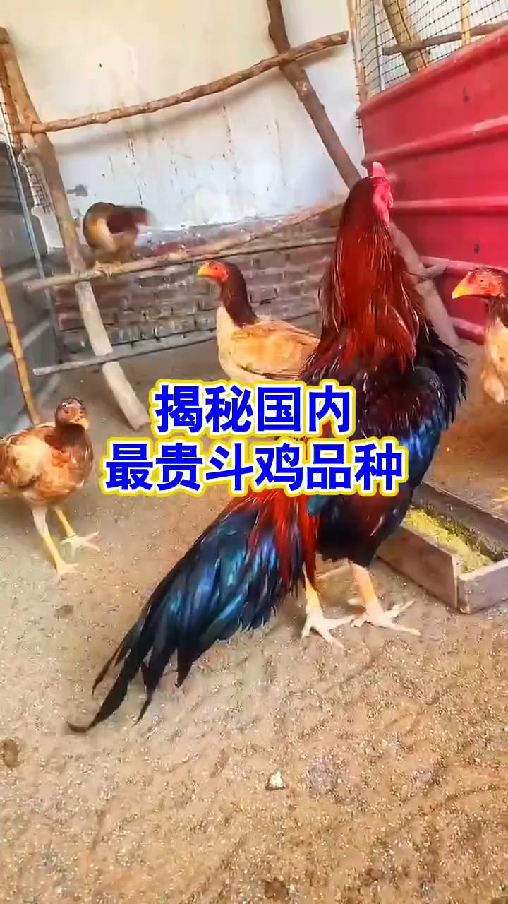 揭秘国内最贵斗鸡品种