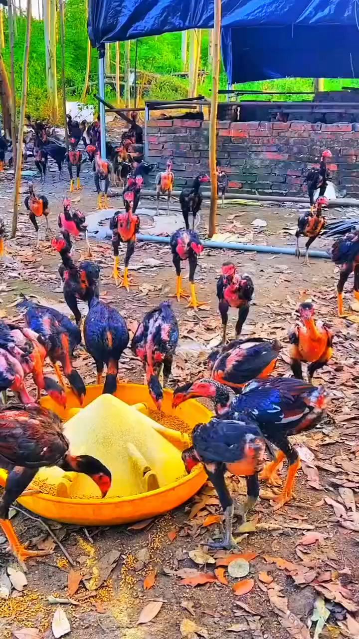 想要养好斗鸡,这件事情一定要做