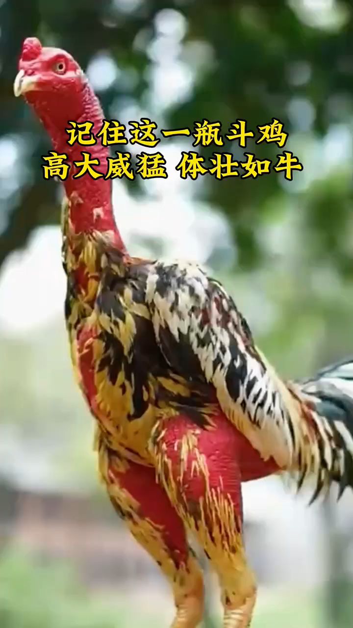 记住这一瓶斗鸡高大威猛,体壮如牛