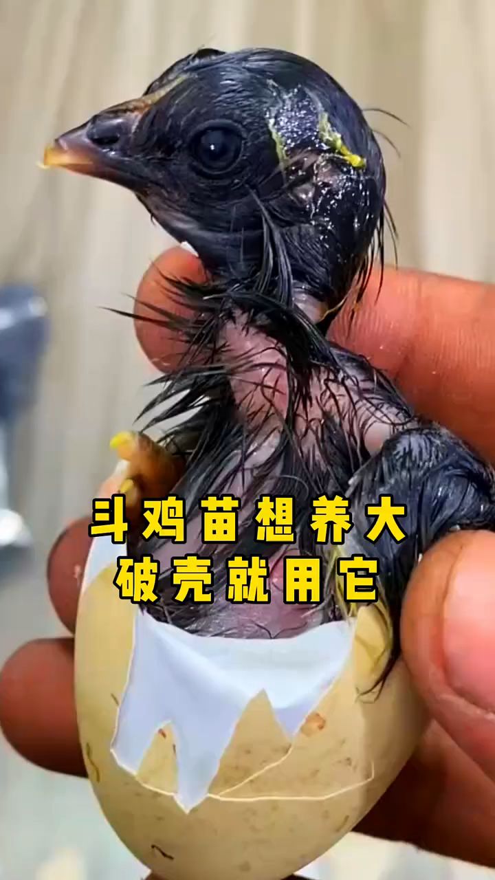斗鸡苗想养大,破壳就用它
