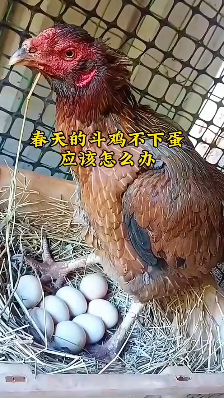 斗鸡不下蛋,应该怎么办?