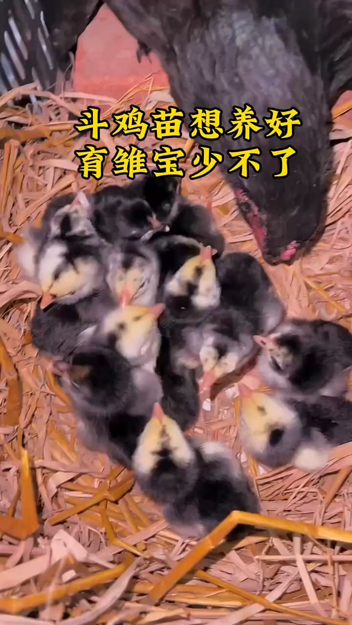 斗鸡苗想养好，育雏宝少不了