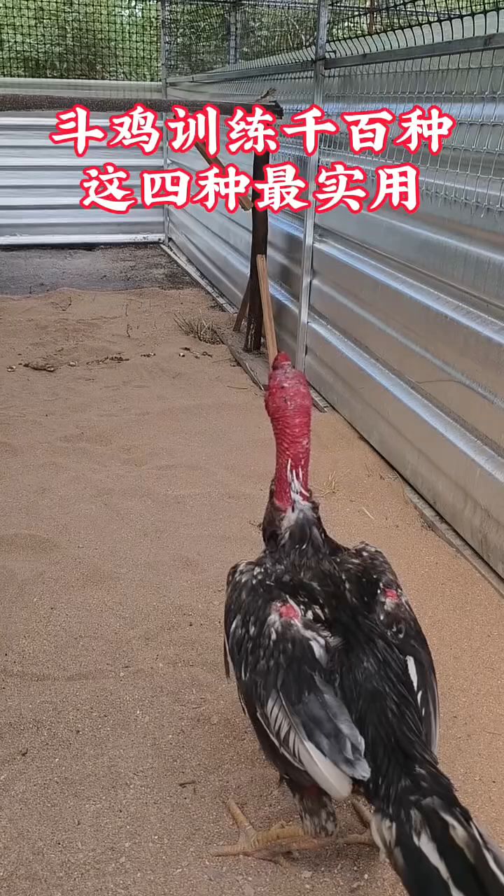 斗鸡训练千百种,这四种最实用