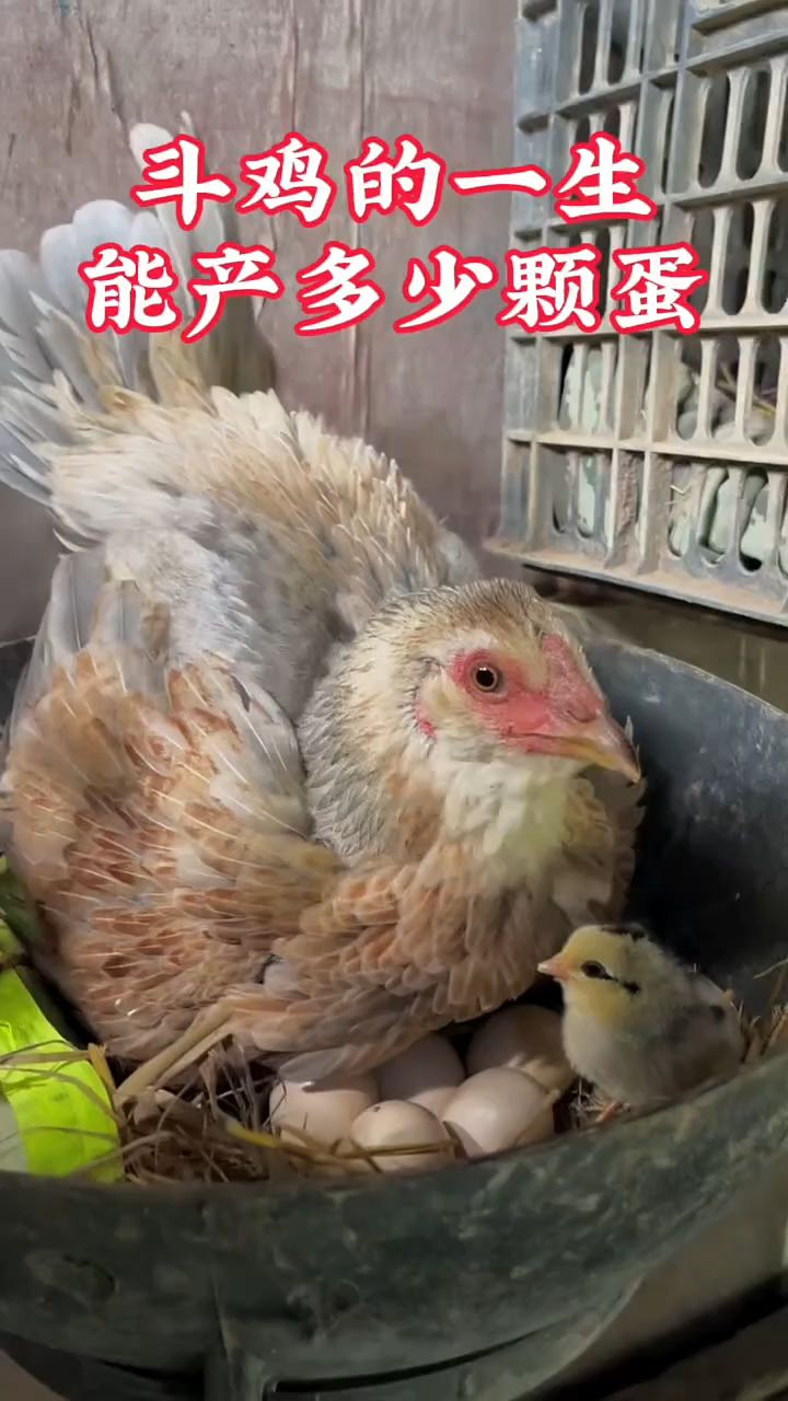 斗鸡的一生能产多少颗蛋?