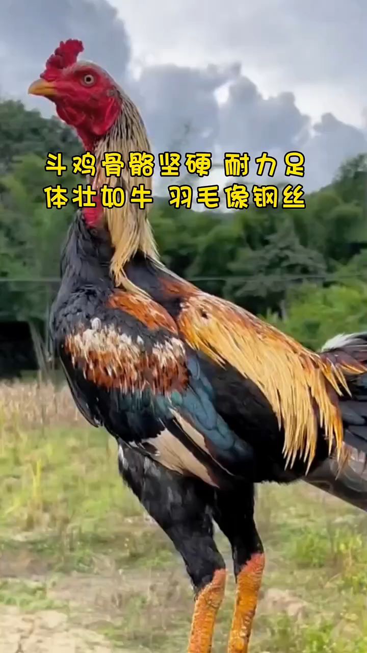 斗鸡骨骼电影耐力足,体壮如牛羽毛像钢丝