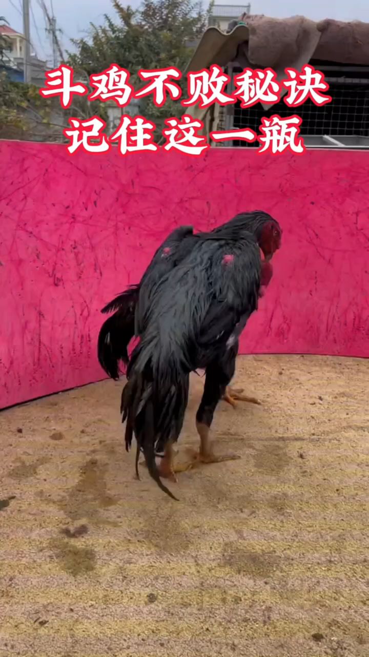 斗鸡不败秘诀,记住这一瓶