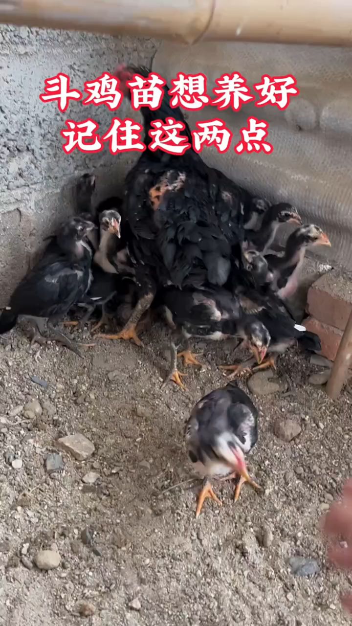 斗鸡苗想养好,记住这两点