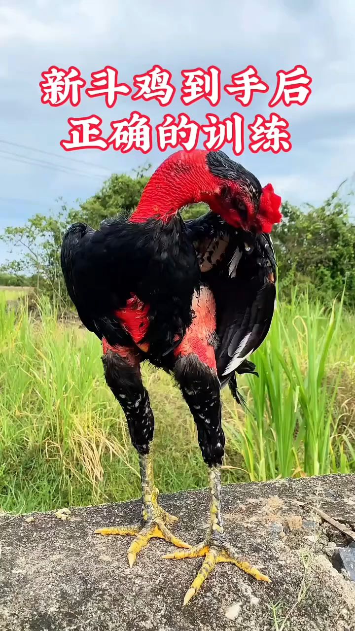 新斗鸡到手后,正确的训练