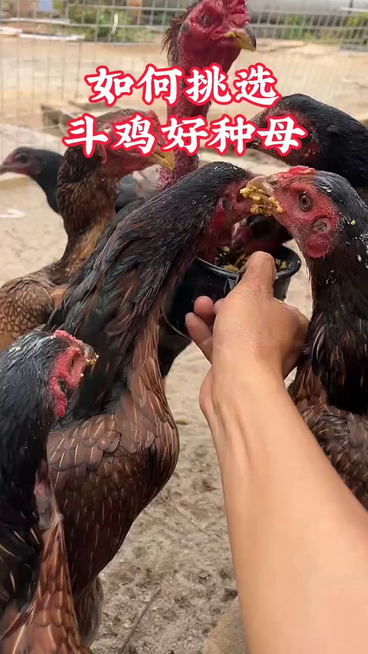 如何挑选斗鸡好种母