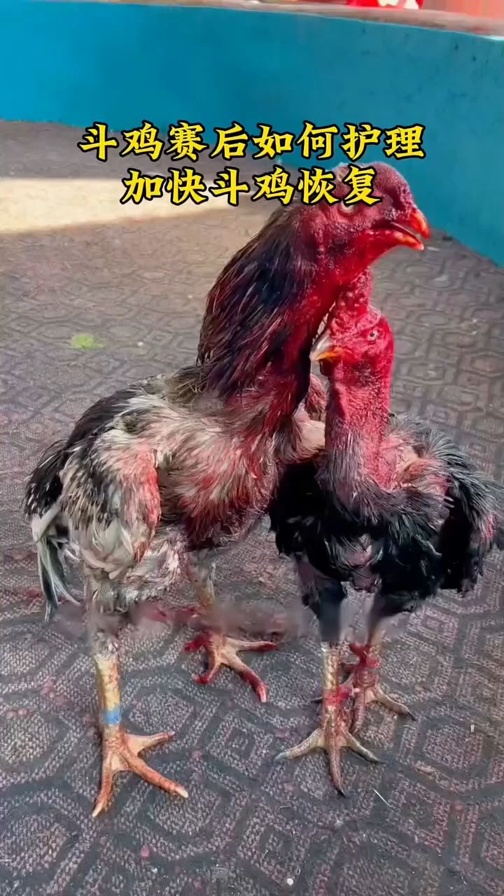 斗鸡赛后如何护理,加快斗鸡恢复