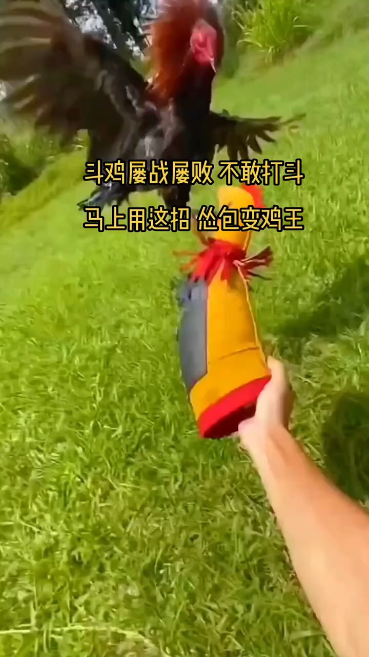 斗鸡屡战屡败,不敢打斗,马上用这招,怂包变鸡王
