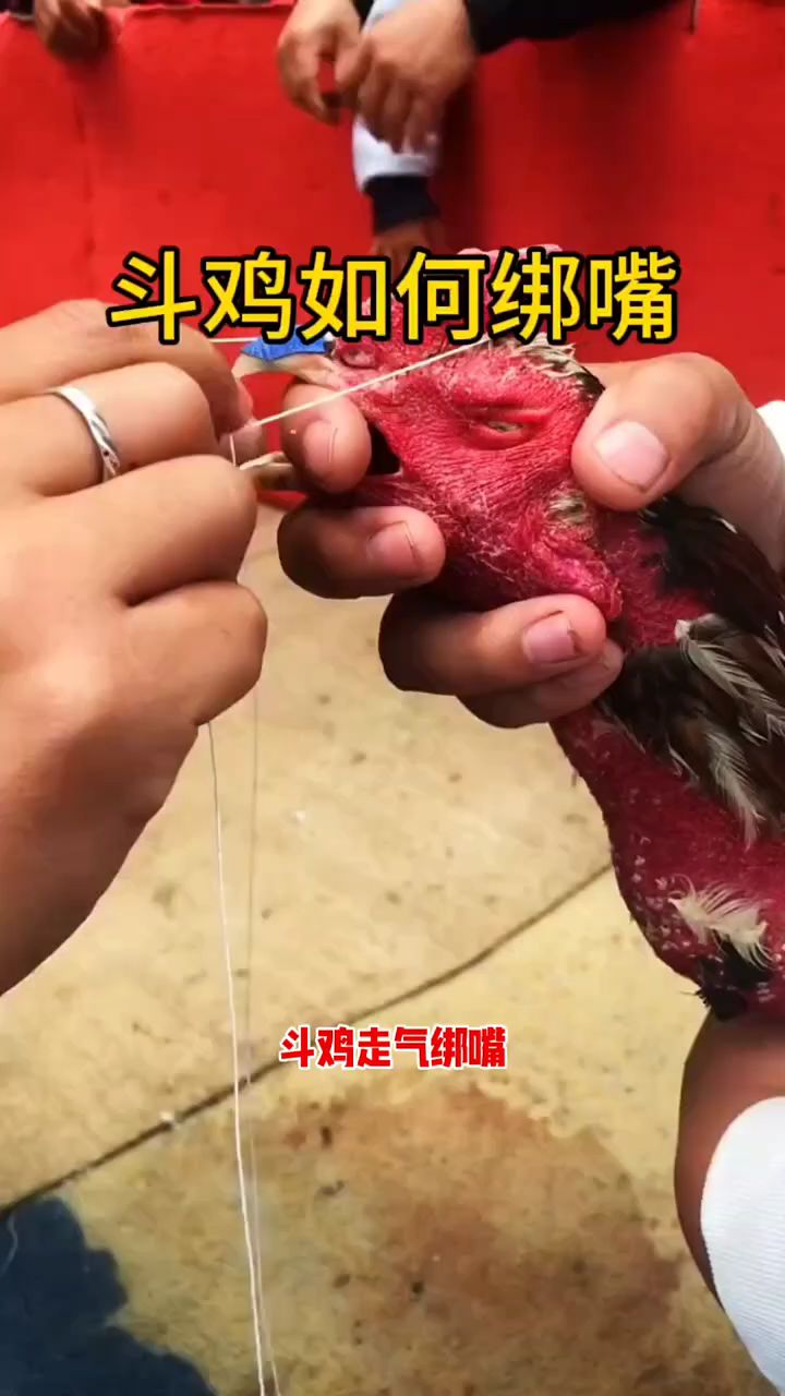 斗鸡该如何绑嘴?