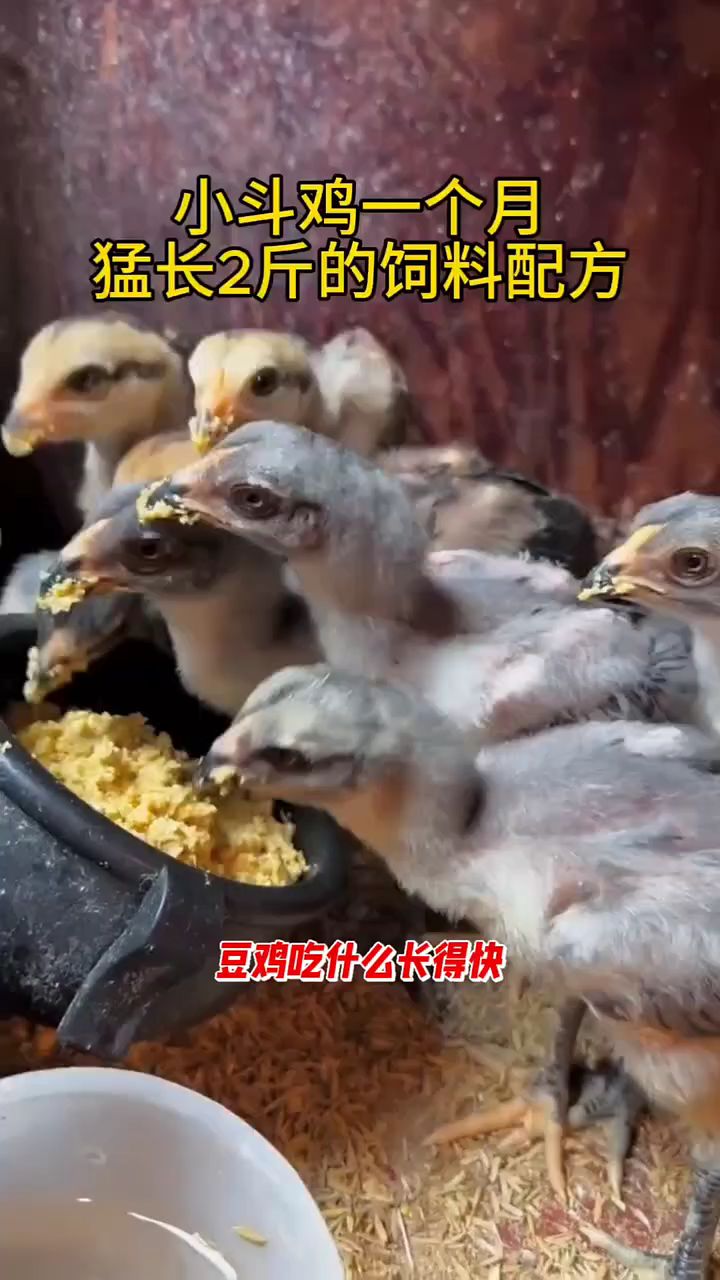 小斗鸡一个月猛长两斤的饲料配方