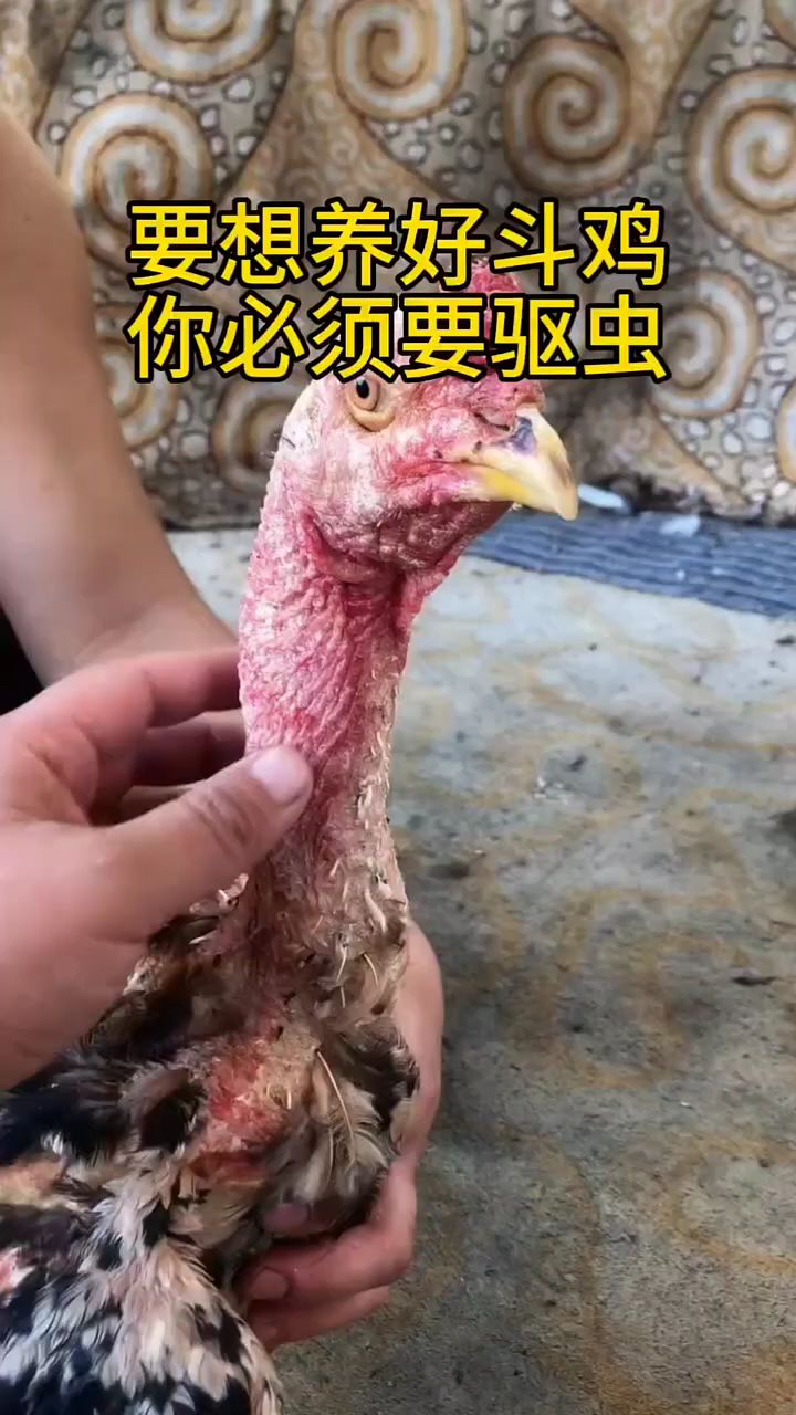 要想养好斗鸡,你必须要驱虫