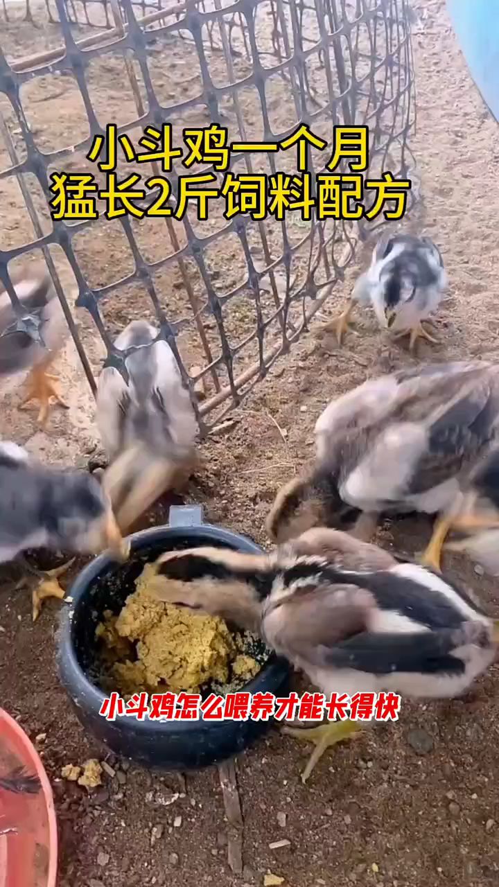 小斗鸡一个月猛长两斤饲料配方