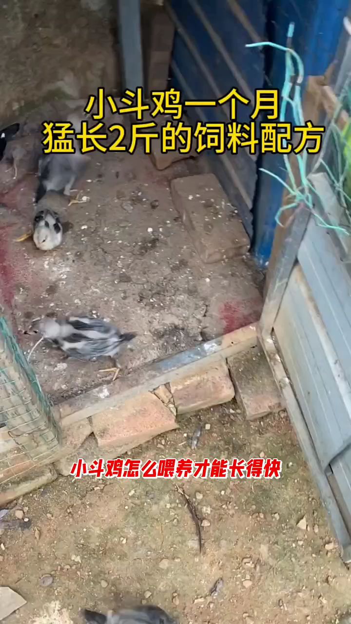 小斗鸡一个月猛长两斤的饲料配方