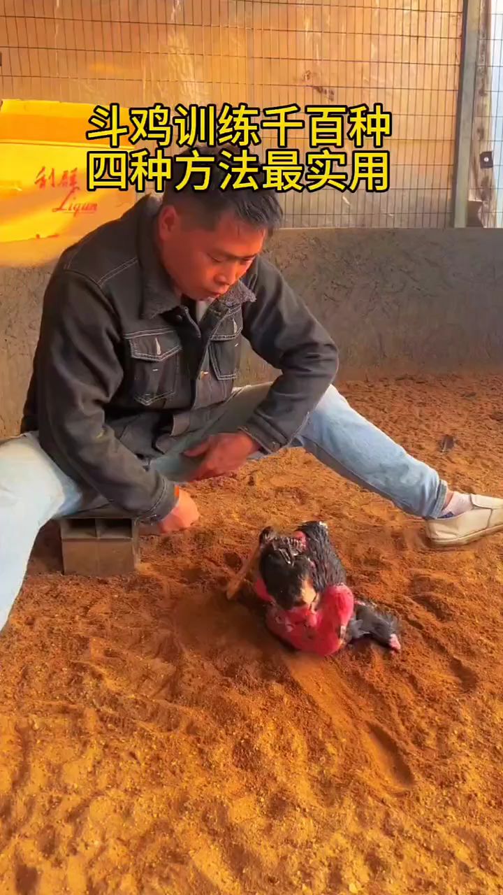 斗鸡训练千百种,四种方法最实用