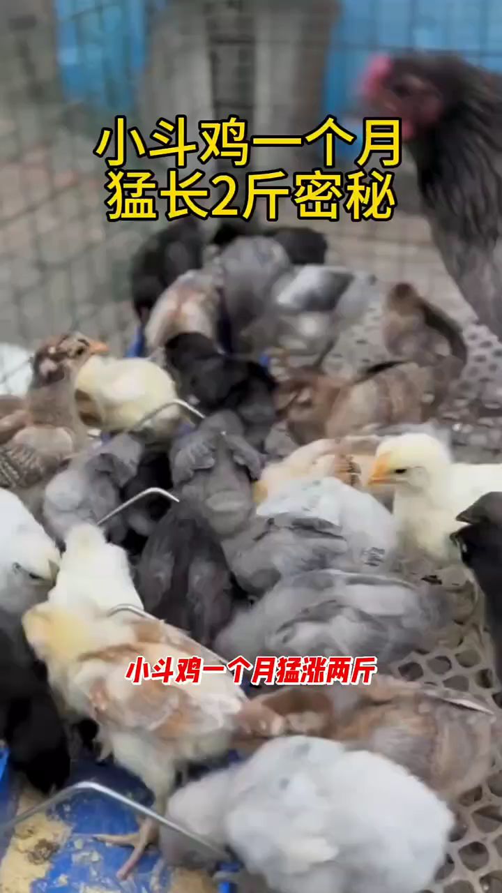斗鸡一个月猛长两斤秘密