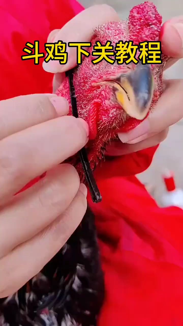 斗鸡下冠全教程,现在教给你