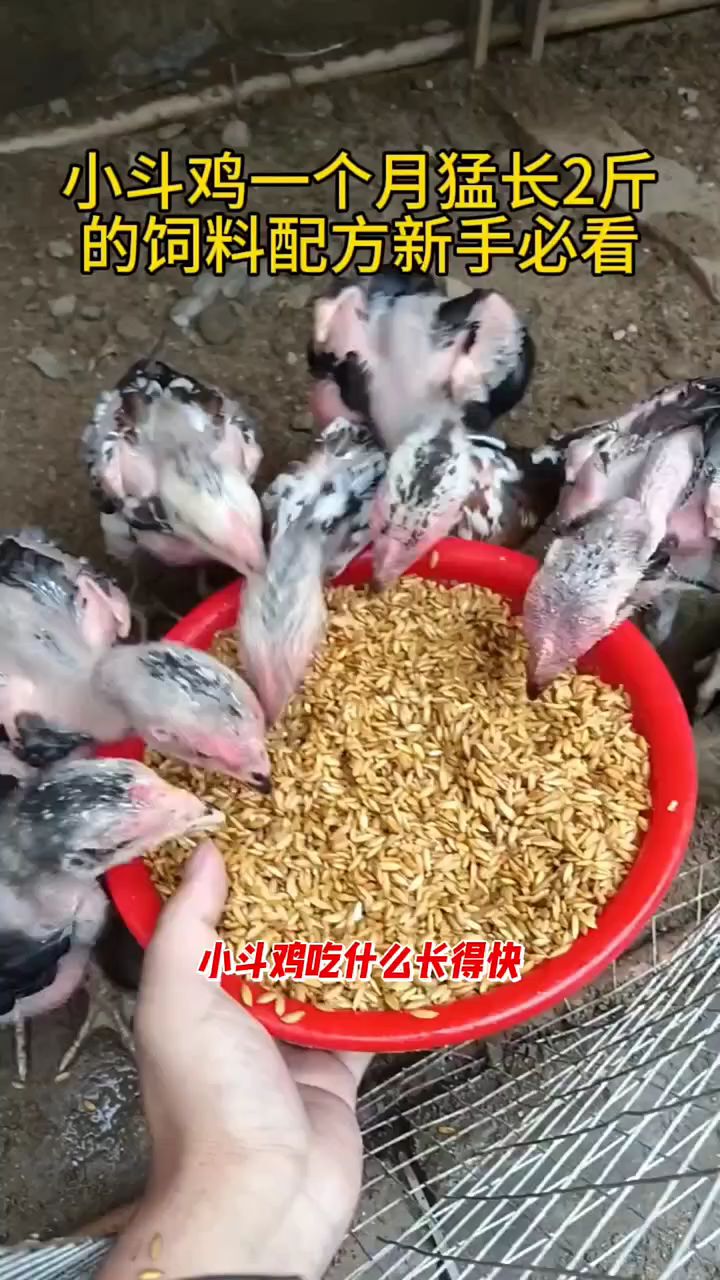 小斗鸡一个月猛涨两斤的饲料配方,新手必看