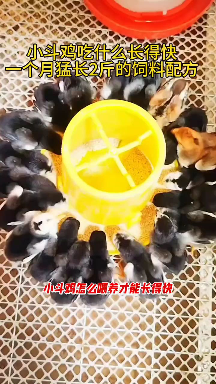 小斗鸡吃什么长得快,一个月猛长两斤的饲料配方
