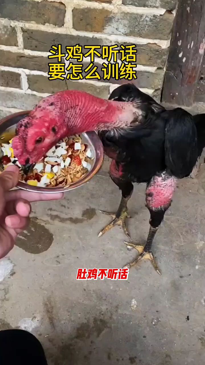 斗鸡不听话,要怎么训练?