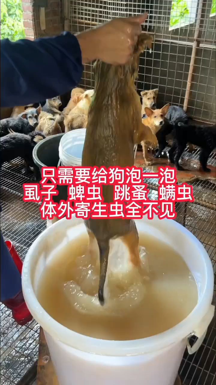 狗狗身上虱子跳蚤蜱虫,身上红疙瘩长癞掉毛,可以使用这个方法