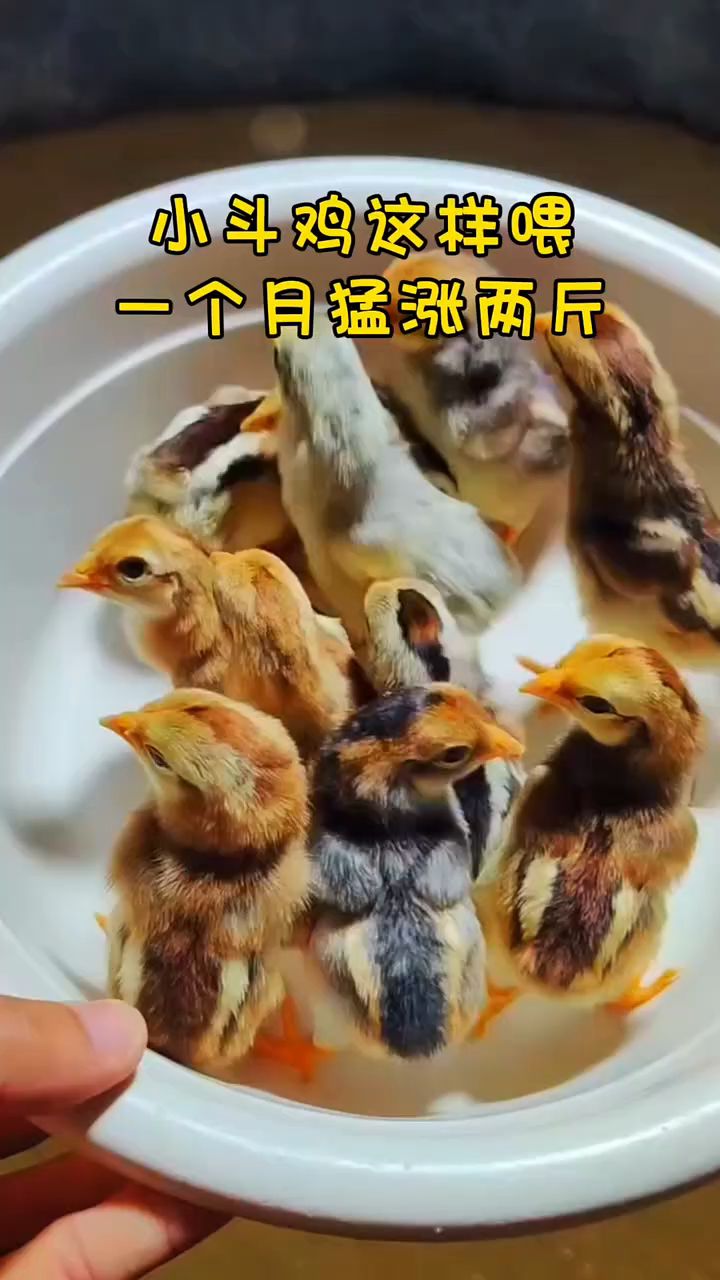 小斗鸡这样喂,一个月猛长两斤