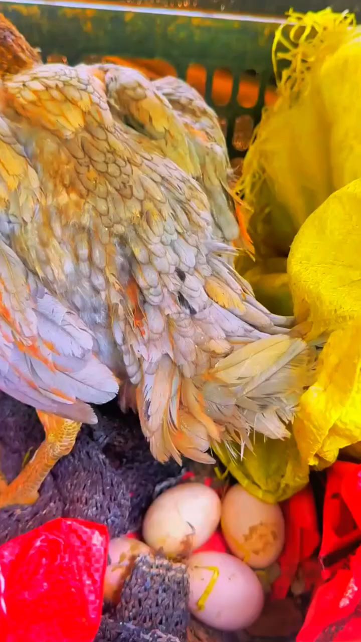 秋天的斗鸡不下蛋,应该怎么办?