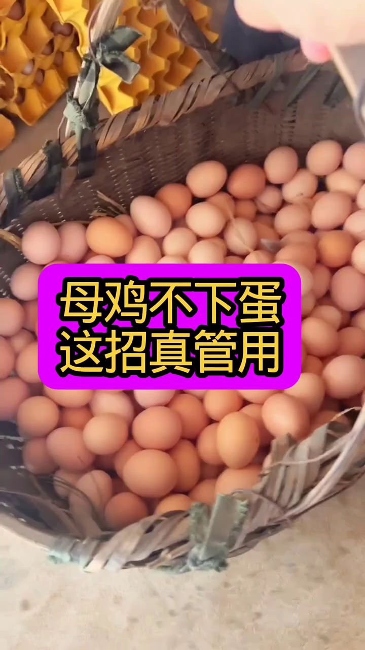 母鸡不下蛋,这招真管用