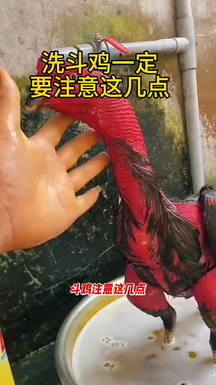 洗斗鸡一定要注意这几点