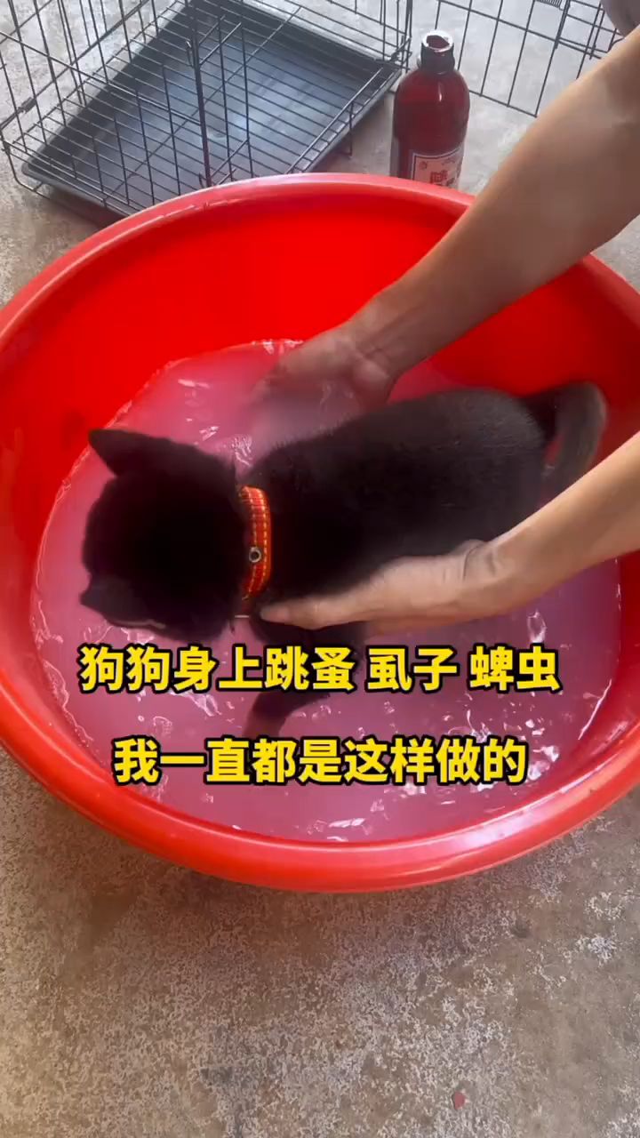 狗狗身上跳蚤,虱子蜱虫,我一直都是这样做的