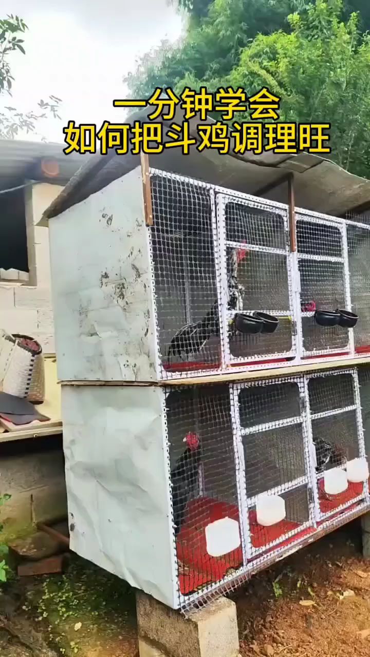 一分钟学会如何把斗鸡调理忘