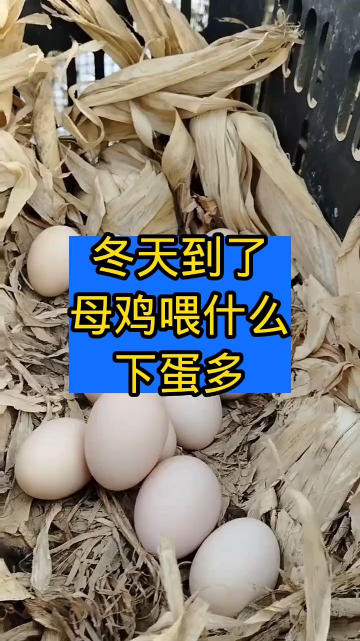 冬天到了,母鸡喂什么下蛋多?