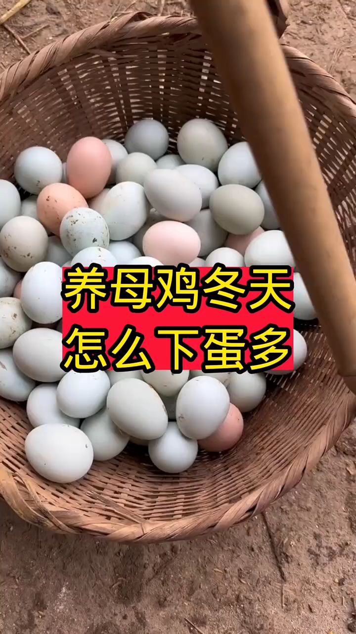 养母鸡冬天怎么下蛋多?