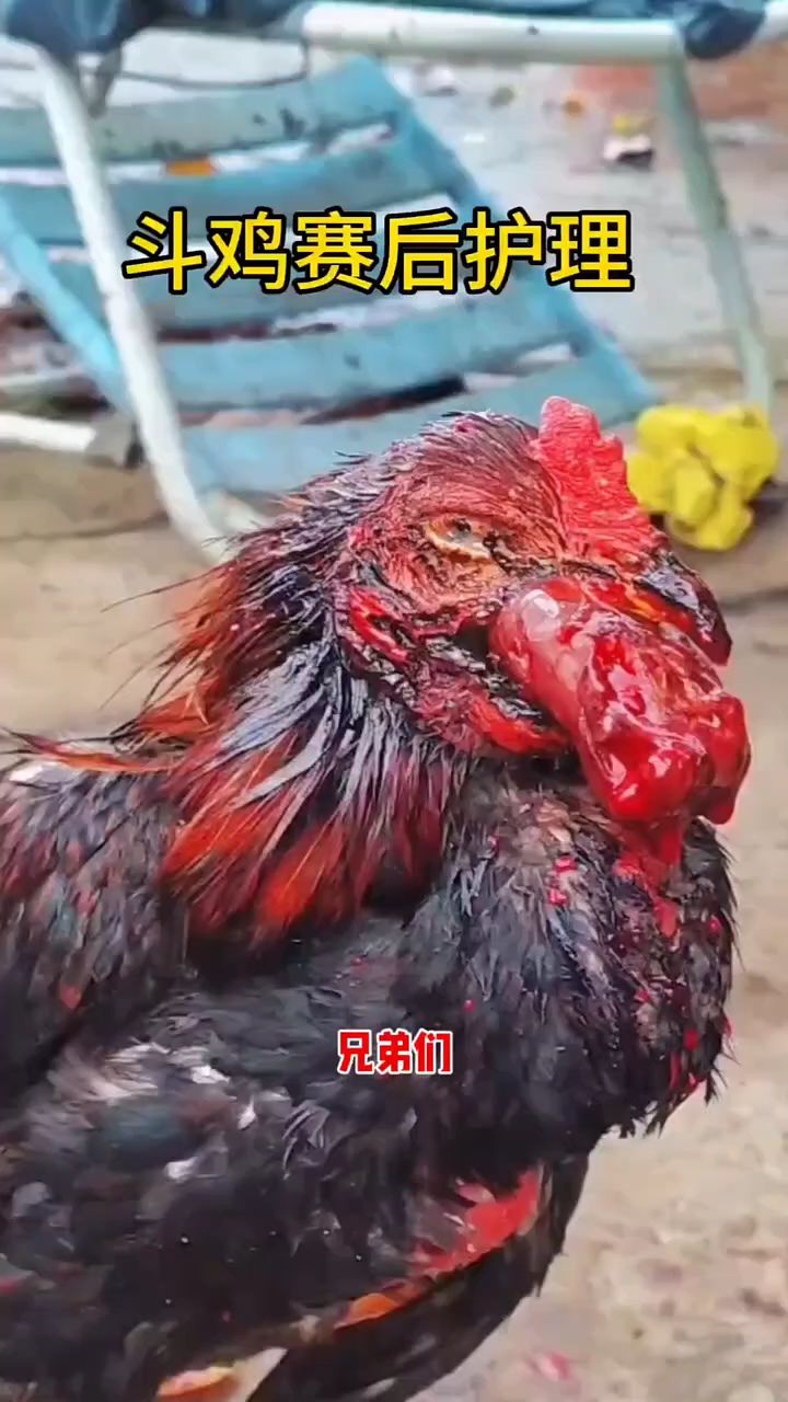 斗鸡赛后该如何护理呢?