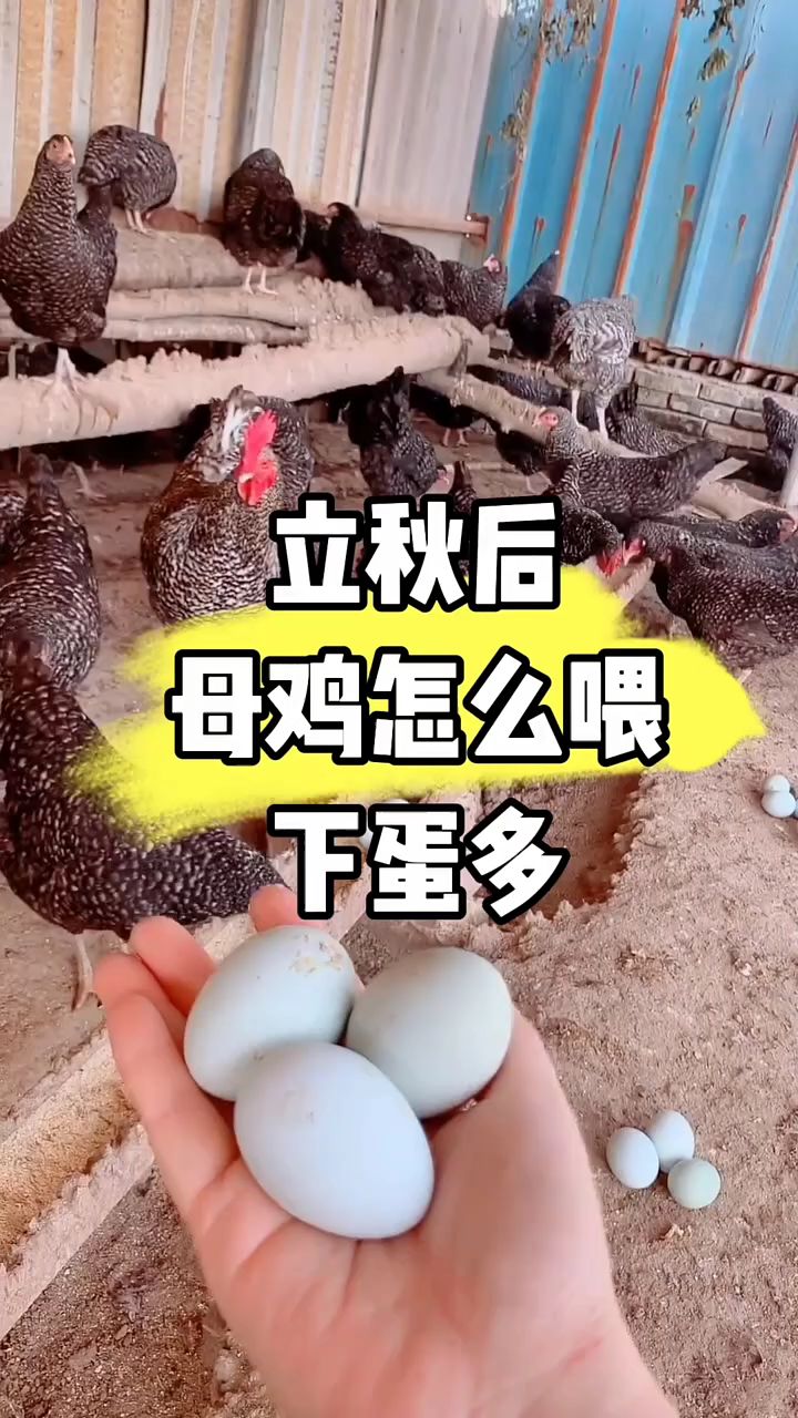 立秋后,母鸡怎么喂下蛋多?
